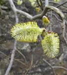 Salweide - Salix caprea