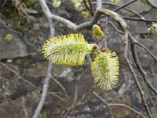 Salweide - Salix caprea