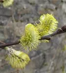 Salweide - Salix caprea