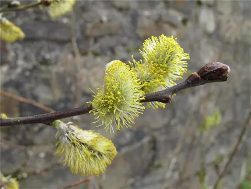 Salweide - Salix caprea