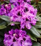 Rhododendron-Hybride 'Blaue Jungs' - Rhododendron Hybr.'Blaue Jungs'