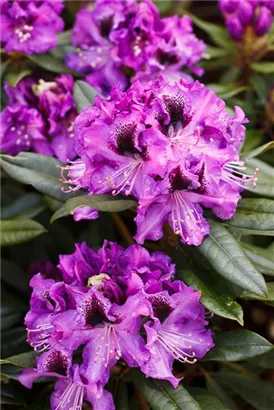 Rhododendron-Hybride 'Blaue Jungs' - Rhododendron Hybr.'Blaue Jungs'