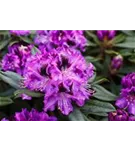 Rhododendron-Hybride 'Blaue Jungs' - Rhododendron Hybr.'Blaue Jungs'