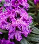 Rhododendron-Hybride 'Blaue Jungs' - Rhododendron Hybr.'Blaue Jungs'