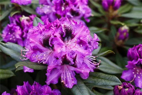 Rhododendron-Hybride 'Blaue Jungs' - Rhododendron Hybr.'Blaue Jungs'