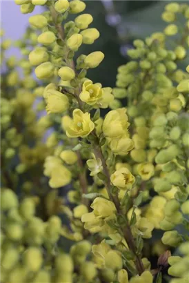 Mahonie 'Winter Sun' - Mahonia media 'Winter Sun'