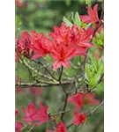 Sommergrüne Azalee 'Satan' - Rhododendron lut.'Satan' I