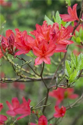 Sommergrüne Azalee 'Satan' - Rhododendron lut.'Satan' I