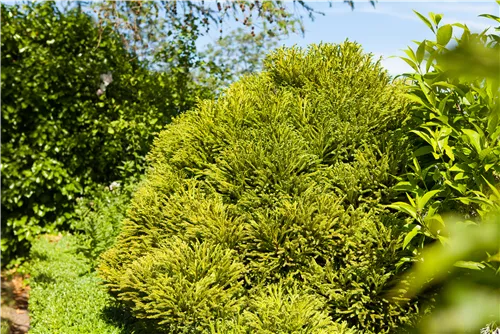 Kleine Sicheltanne - Cryptomeria japonica 'Globosa Nana'