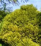 Kleine Sicheltanne - Cryptomeria japonica 'Globosa Nana'