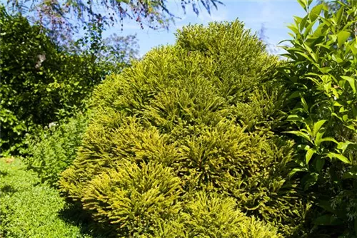 Kleine Sicheltanne - Cryptomeria japonica 'Globosa Nana'