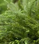 Kleine Sicheltanne - Cryptomeria japonica 'Globosa Nana'