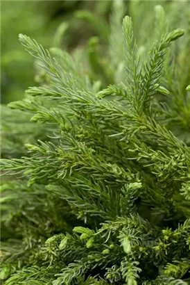 Kleine Sicheltanne - Cryptomeria japonica 'Globosa Nana'