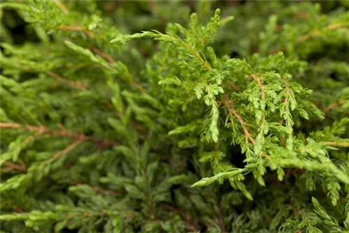 Kriechender Wacholder - Juniperus com.'Repanda'