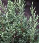 Kriechender Wacholder - Juniperus com.'Repanda'