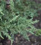 Kriechender Wacholder - Juniperus com.'Repanda'