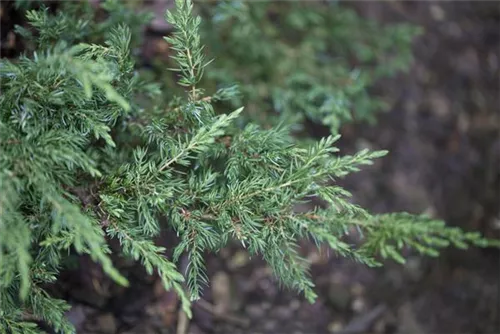 Kriechender Wacholder - Juniperus com.'Repanda'