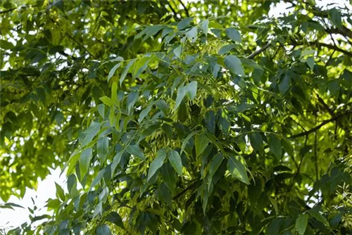 Nichtfrucht.Straßenesche 'Westh.Glorie' - Fraxinus exc.'Westhof's Glorie'