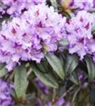 Rhododendron-Hybride 'Blue Peter' - Rhododendron Hybr.'Blue Peter' II