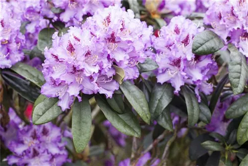 Rhododendron-Hybride 'Blue Peter' - Rhododendron Hybr.'Blue Peter' II