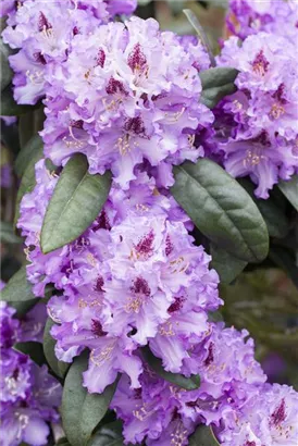 Rhododendron-Hybride 'Blue Peter' - Rhododendron Hybr.'Blue Peter' II