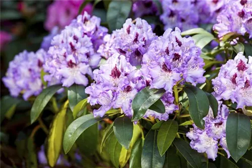 Rhododendron-Hybride 'Blue Peter' - Rhododendron Hybr.'Blue Peter' II