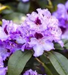 Rhododendron-Hybride 'Blue Peter' - Rhododendron Hybr.'Blue Peter' II