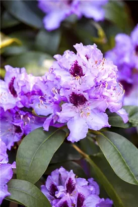 Rhododendron-Hybride 'Blue Peter' - Rhododendron Hybr.'Blue Peter' II