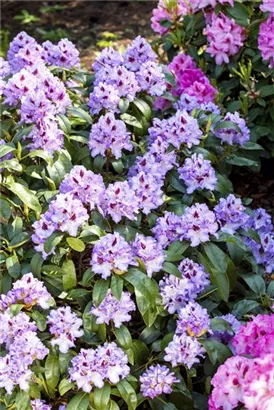 Rhododendron-Hybride 'Blue Peter' - Rhododendron Hybr.'Blue Peter' II