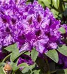 Rhododendron-Hybride 'Blue Peter' - Rhododendron Hybr.'Blue Peter' II