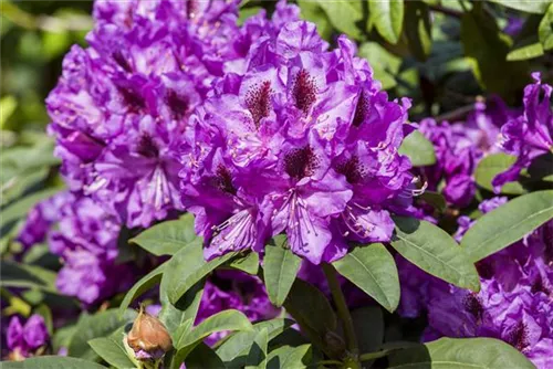 Rhododendron-Hybride 'Blue Peter' - Rhododendron Hybr.'Blue Peter' II