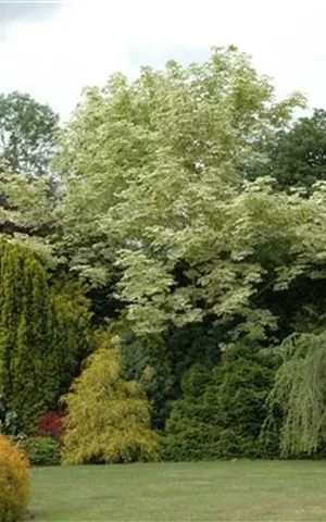 Acer platanoides 'Drummondii'