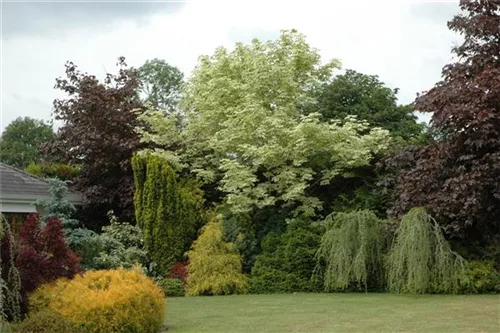 Spitzahorn 'Drummondii' - Acer platanoides 'Drummondii'