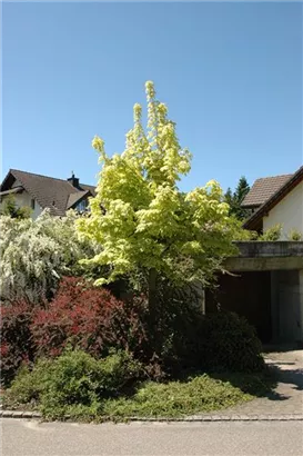 Spitzahorn 'Drummondii' - Acer platanoides 'Drummondii'