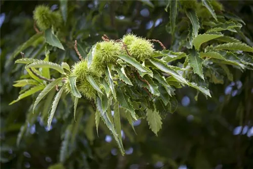 Esskastanie - Castanea sativa