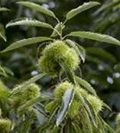 Esskastanie - Castanea sativa