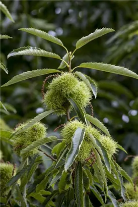 Esskastanie - Castanea sativa