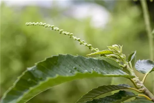 Esskastanie - Castanea sativa