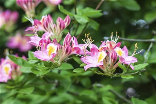 Sommergrüne Azalee 'Soir de Paris' - Rhododendron lut.'Soir de Paris' I