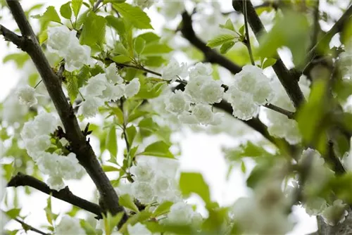 Vogelkirsche - Prunus avium 'Plena'