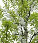 Vogelkirsche - Prunus avium 'Plena'