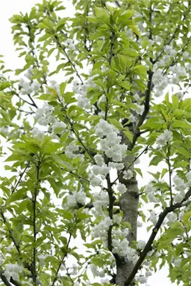 Vogelkirsche - Prunus avium 'Plena'