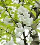 Vogelkirsche - Prunus avium 'Plena'