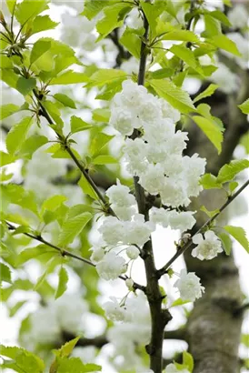 Vogelkirsche - Prunus avium 'Plena'