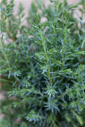 Wacholder 'Sentinel' - Juniperus com.'Sentinel'