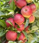 Apfel 'Elstar' mittel - Malus 'Elstar' CAC