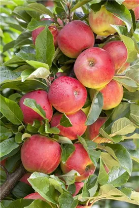 Apfel 'Elstar' mittel - Malus 'Elstar' CAC