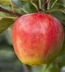 Apfel 'Elstar' mittel - Malus 'Elstar' CAC