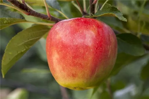 Apfel 'Elstar' mittel - Malus 'Elstar' CAC