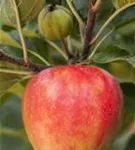 Apfel 'Elstar' mittel - Malus 'Elstar' CAC